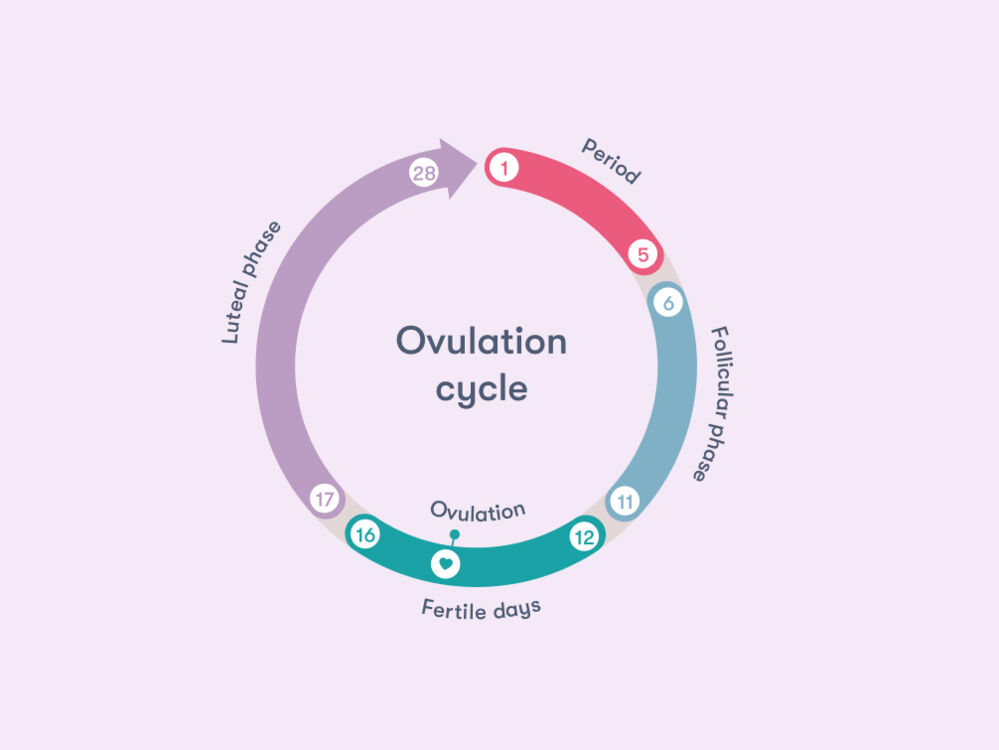 The best time to get pregnant after a period is during the fertile window, which typically includes the days leading up to and including ovulation. Ovulation usually occurs around the 14th day of a 28-day menstrual cycle