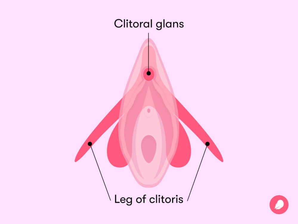 A diagram of the clitoris, what it consists of, and where it is