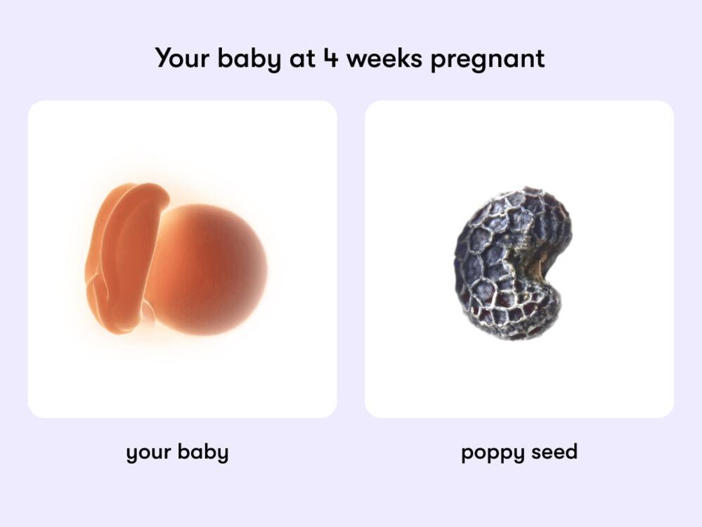 Week 4image Baby In Uterus At 4 Weeks