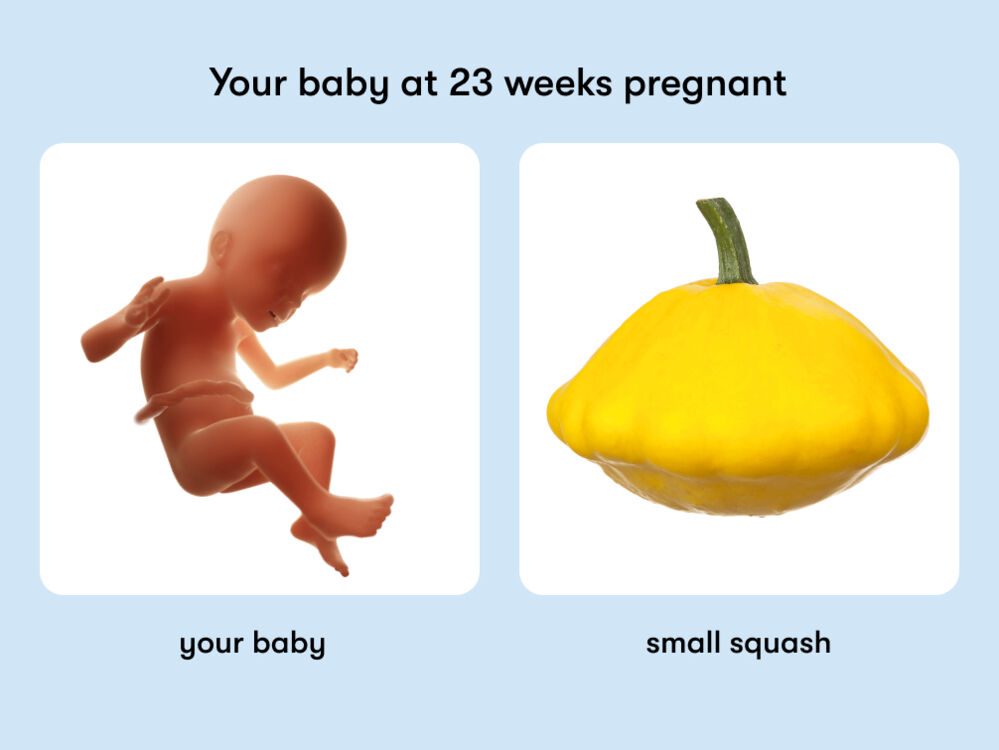 At 23 weeks, your baby is like a small squash