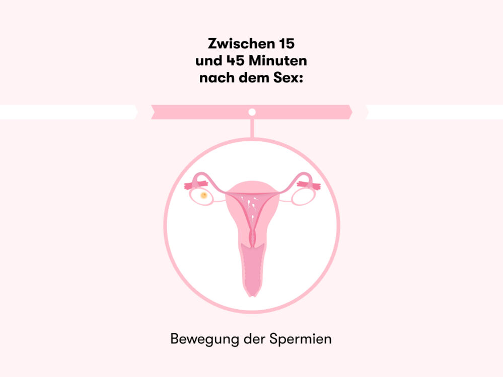 Zeitleiste, die zeigt, wie lange es dauert, nach dem Sex schwanger zu werden