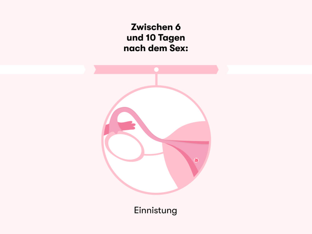 Zeitleiste, die zeigt, wie lange es dauert, nach dem Sex schwanger zu werden