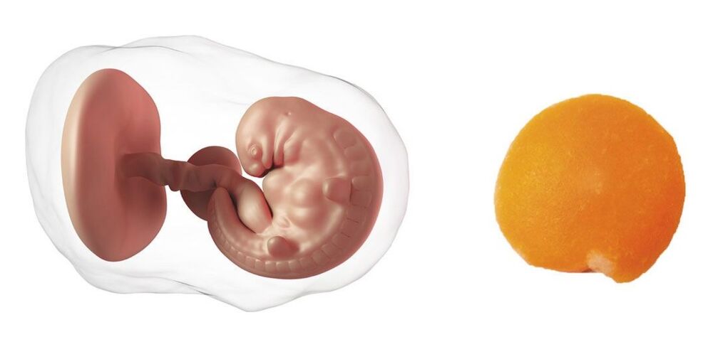 6 Weeks Pregnant Symptoms Tips Baby Development 6 Weeks Pregnant Symptoms Tips Baby Development