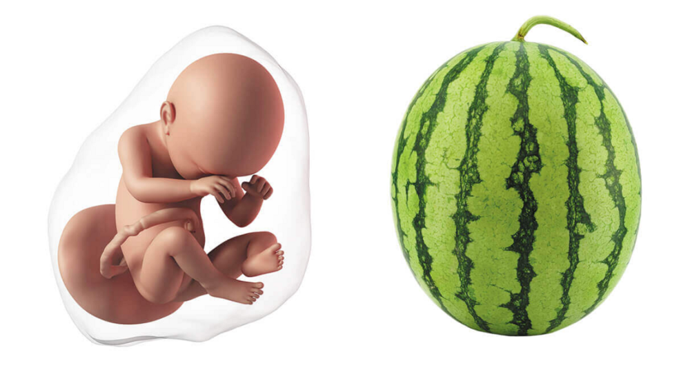 At 42 weeks pregnant, your baby is the size of a watermelon