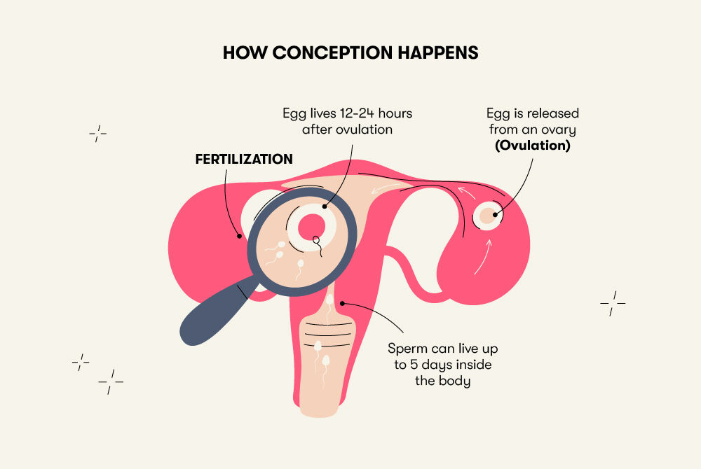 How long does it take to get pregnant after sex? A timeline - Flo
