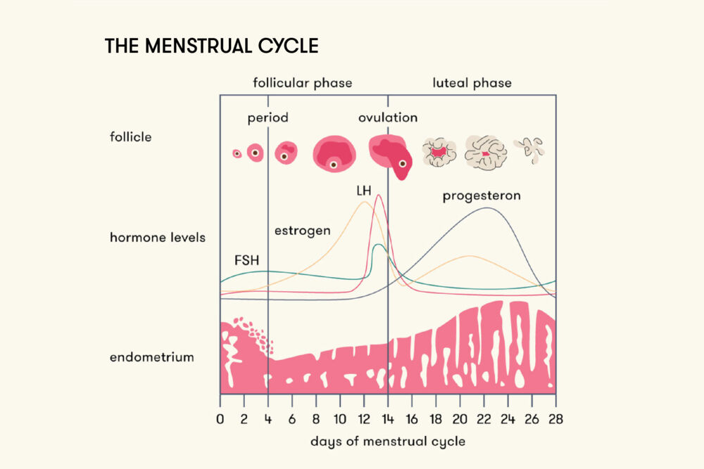 When does menstruation start and stop?