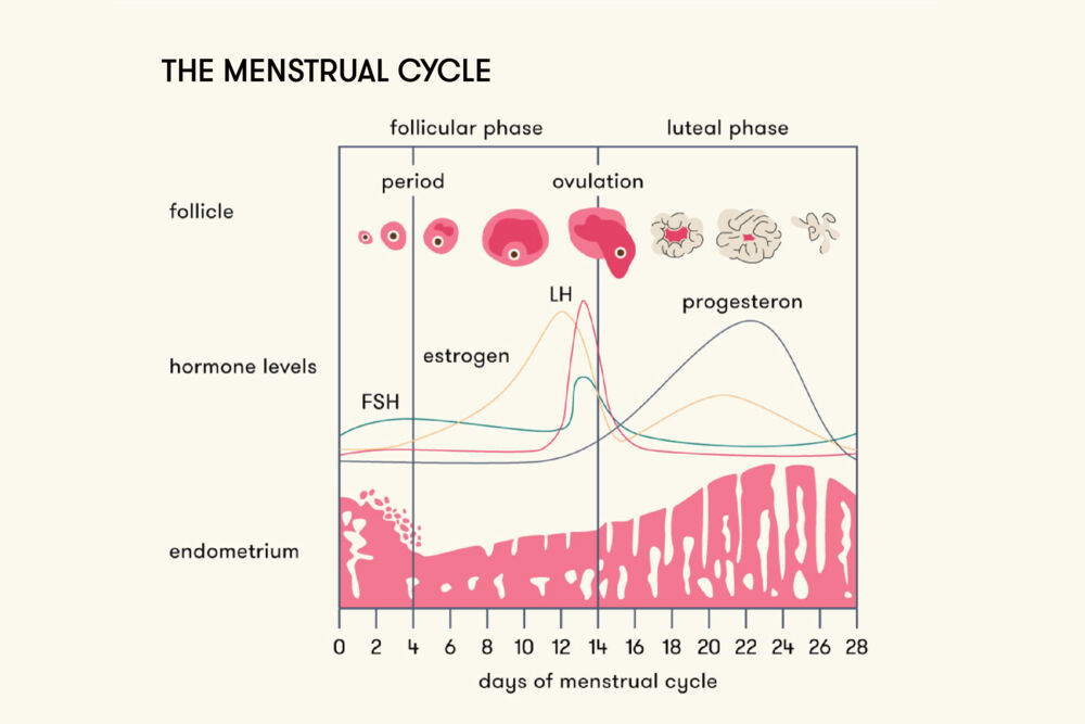 Linear graph showing hormone level fluctuations throughout the menstrual cycle