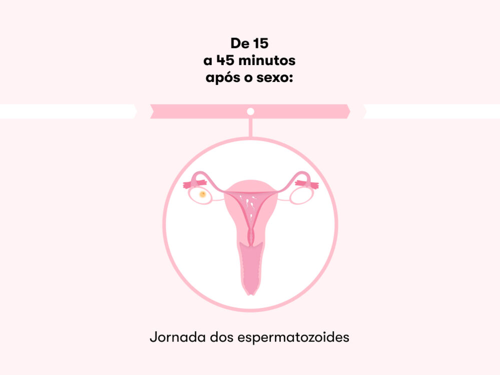 Quanto tempo demora a fecundação após a relação?