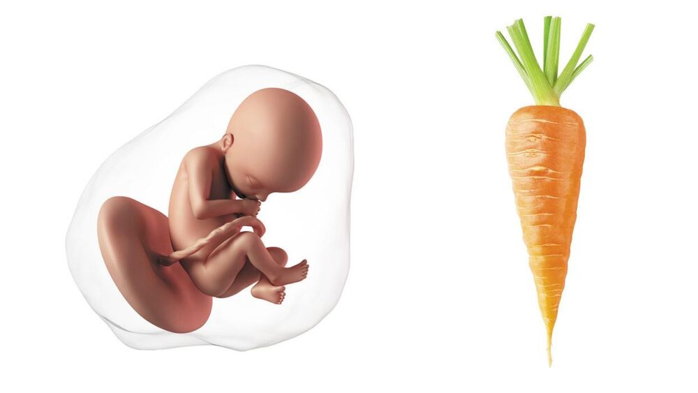 At 22 weeks pregnant, your baby is the size of a carrot