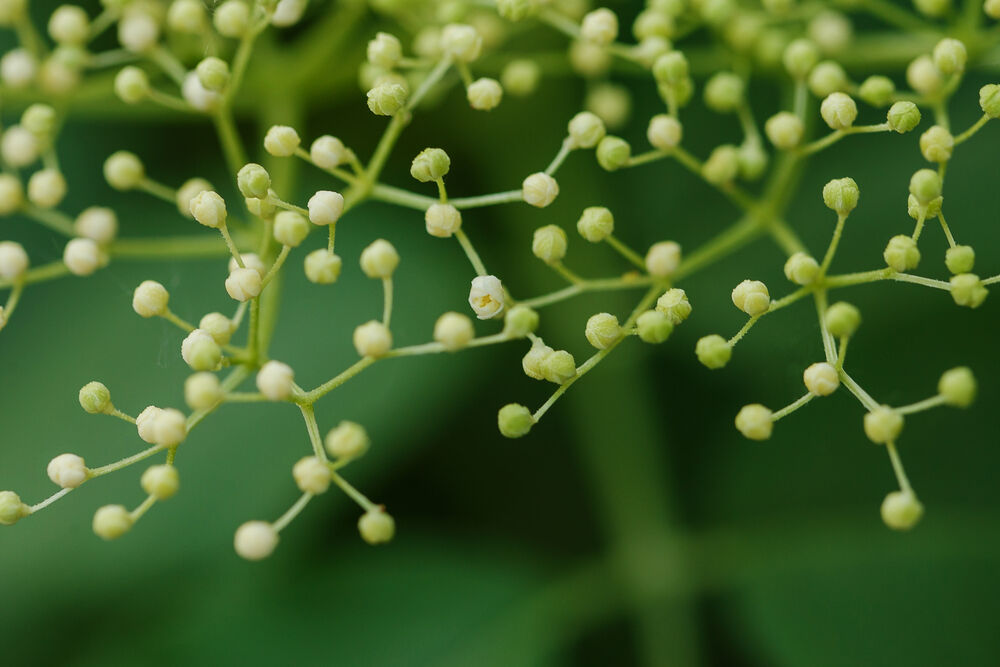 Flowers buds reminding of lymph nodes