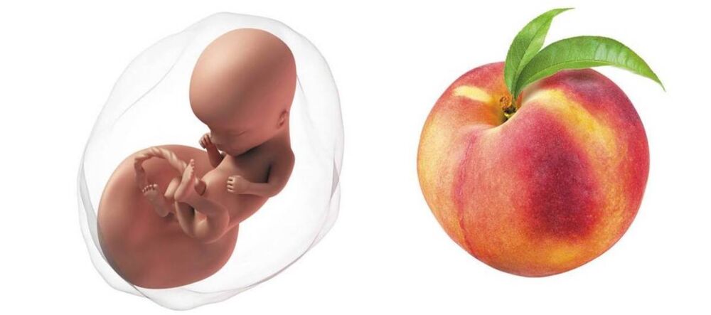 At 14 weeks pregnant, your baby is the size of a peach