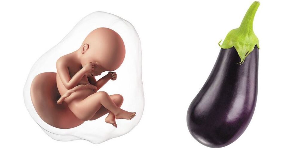 At 24 weeks pregnant, your baby is the size of an eggplant At 24 weeks pregnant, your baby is the size of an eggplant
