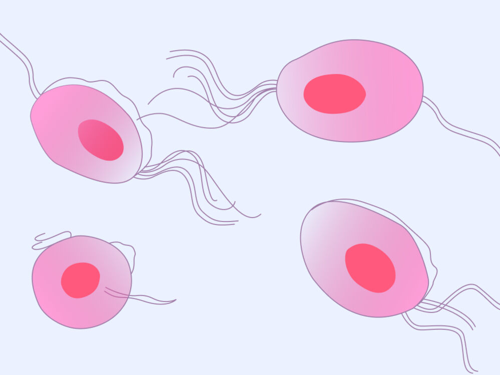 A picture of the trichomoniasis parasite