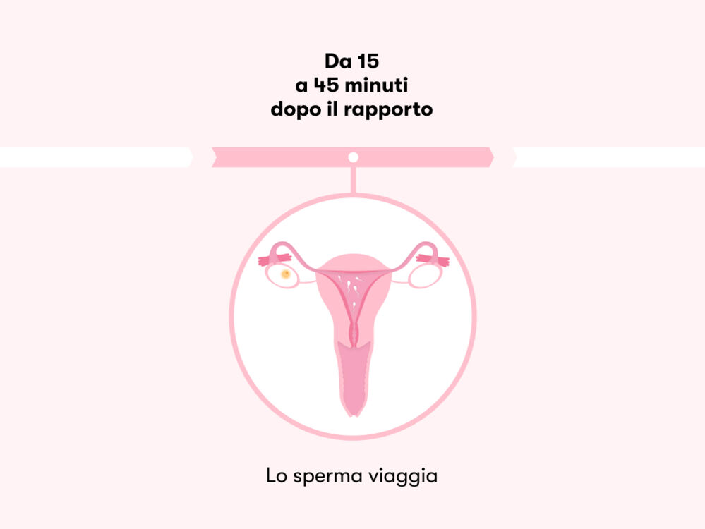 Dopo quanti giorni dal rapporto si è incinta?