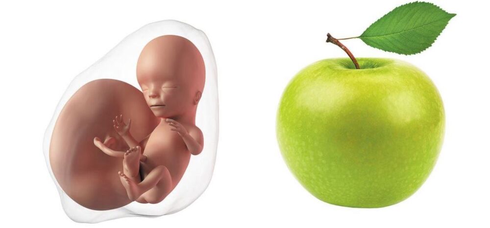 At 15 weeks pregnant, your baby is the size of an apple