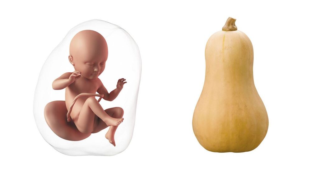 At 34 weeks pregnant, your baby is the size of a butternut squash