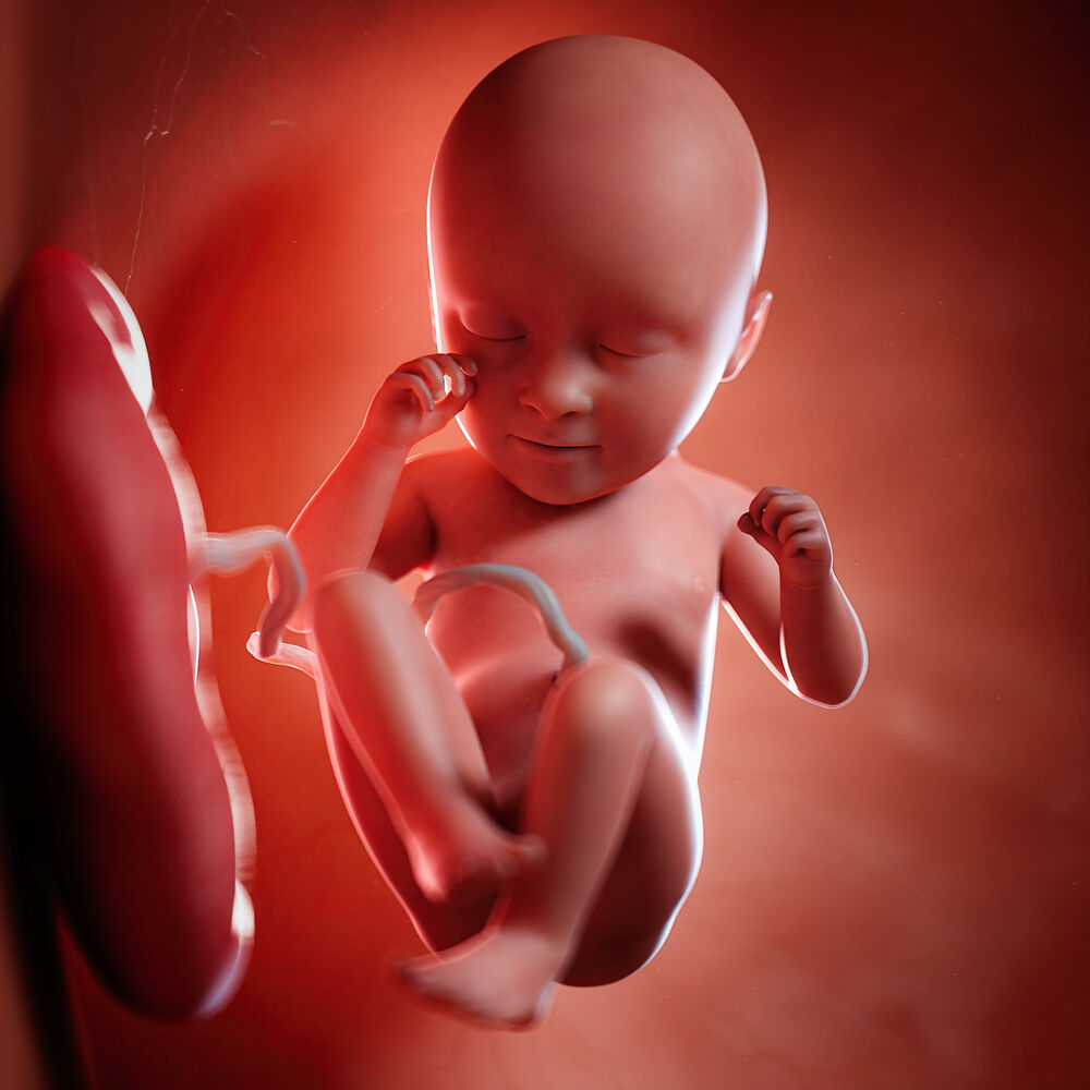 The human placenta and the fetus