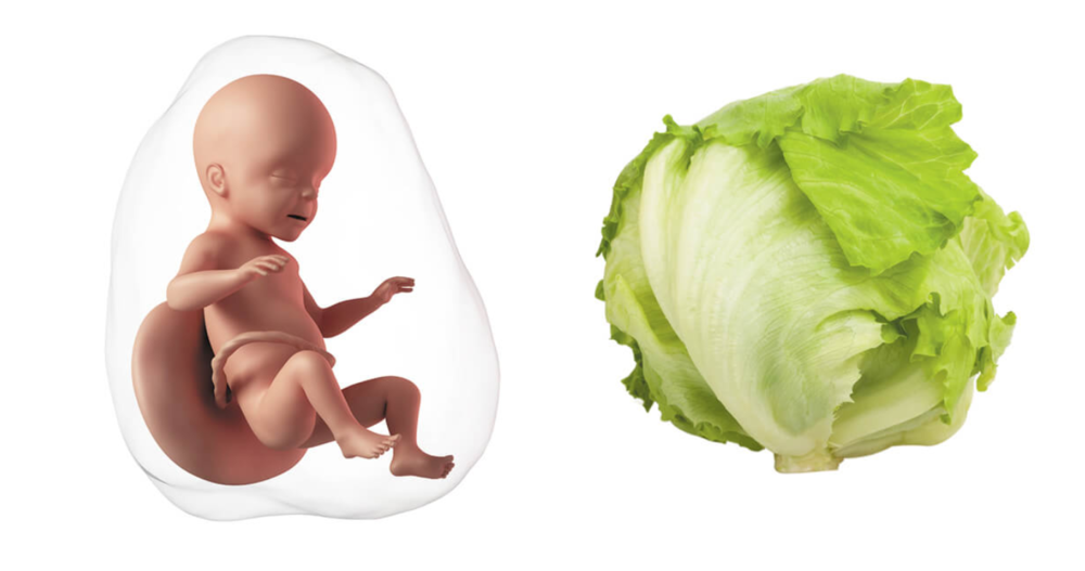 At 32 weeks pregnant, your baby is the size of a head of lettuce