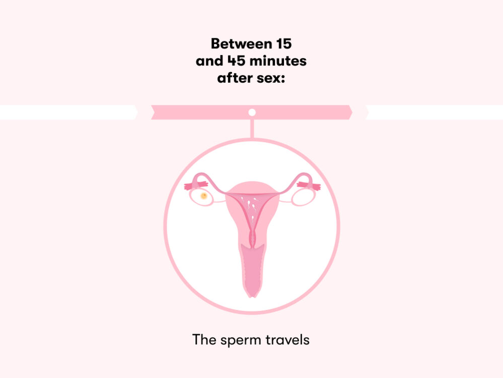 After having unprotected sex, sperm takes between 15 to 45 minutes to travel through the vagina, cervix and then into the uterine tube