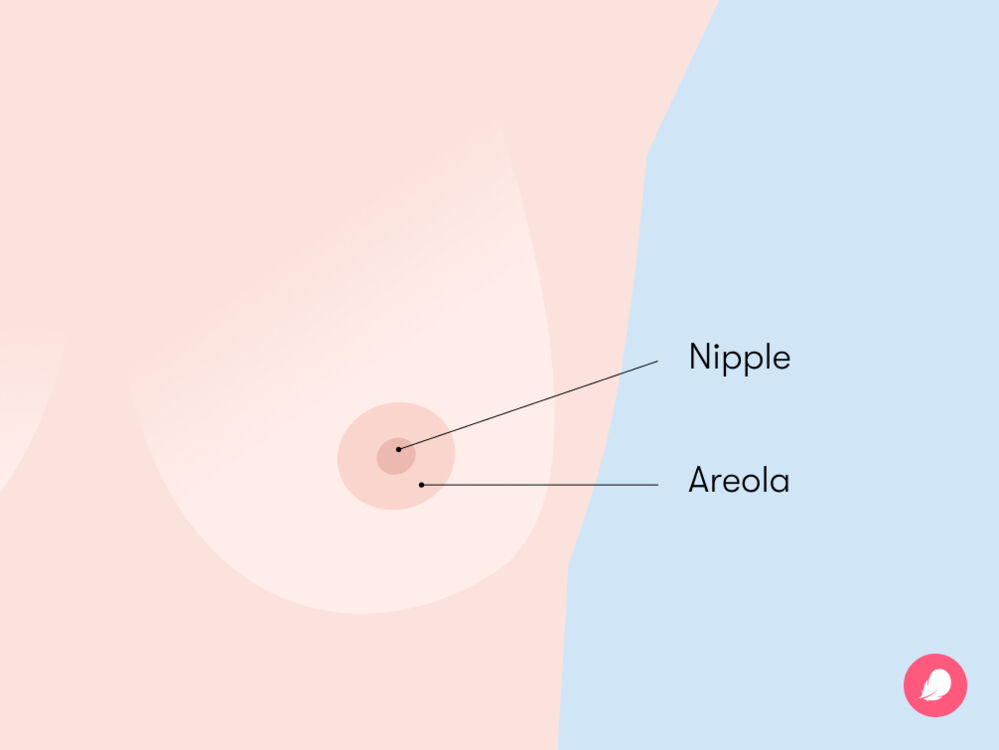 female breasts anatomy diagram