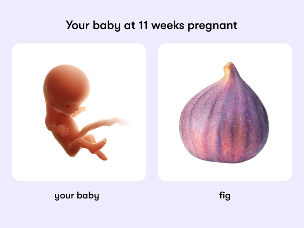 At 11 weeks, your baby is like a fig