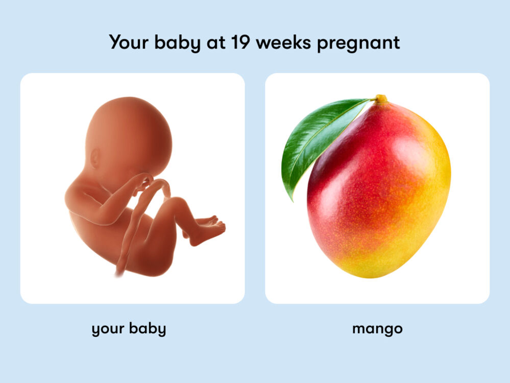 Week 19 19 weeks pregnant: Symptoms, tips, and baby development