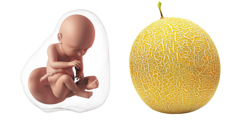 At 35 weeks pregnant, your baby is the size of a honeydew melon