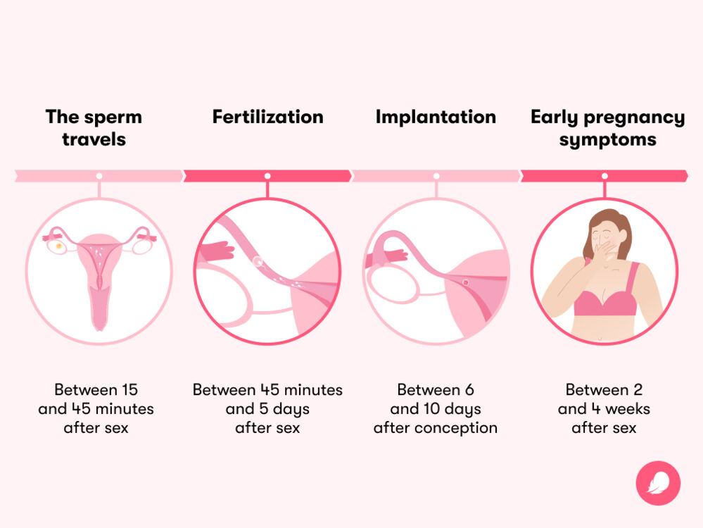 An infographic showing the timeline and stages of woman getting pregnant right after sex occurs