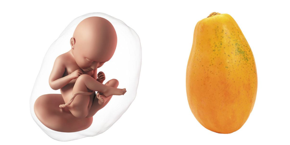 At 36 weeks pregnant, your baby is the size of a papaya