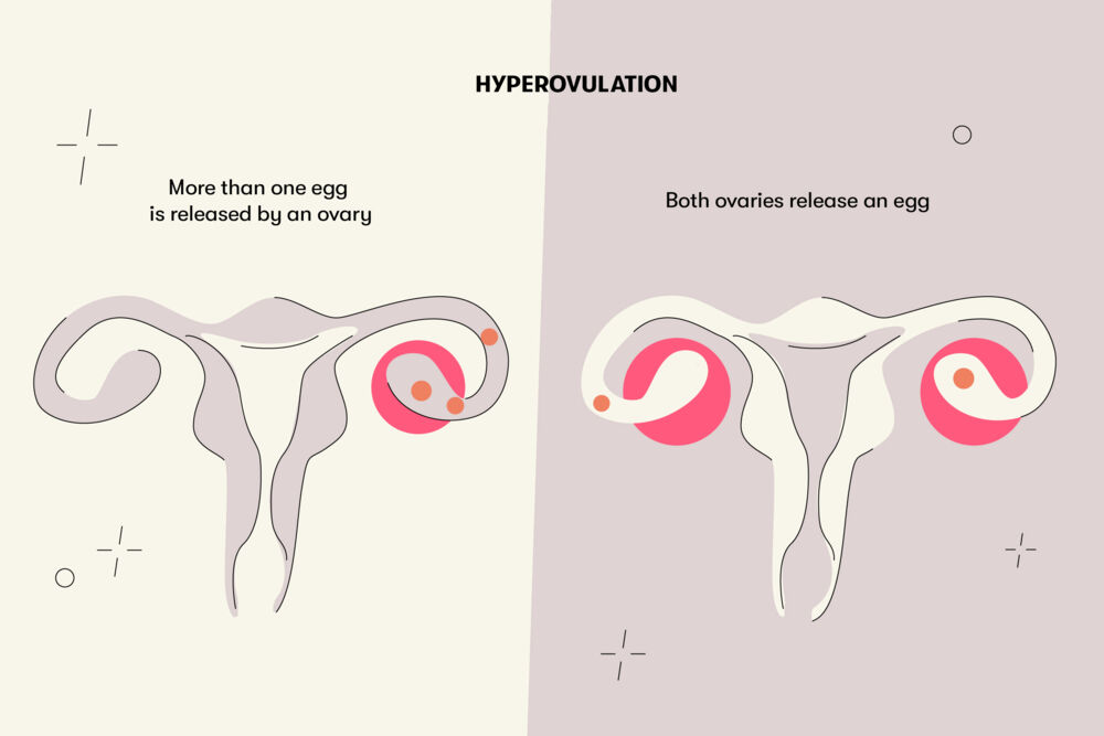 During ovulation, the release of a mature egg from the ovary