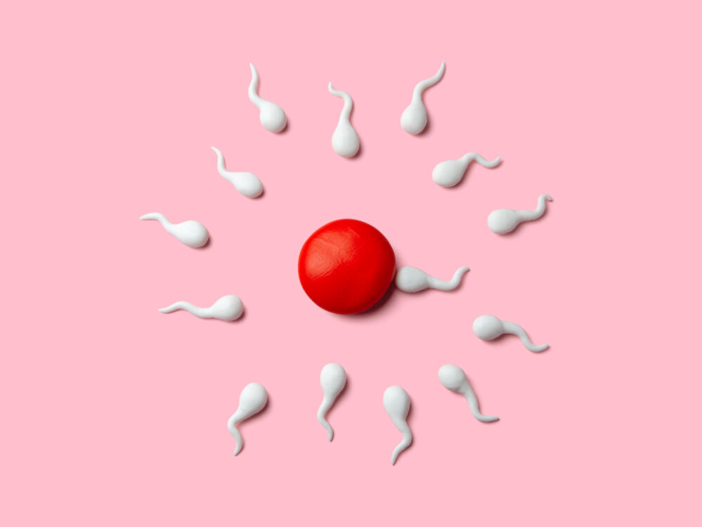 cuánto tarda el espermatozoide en llegar al óvulo