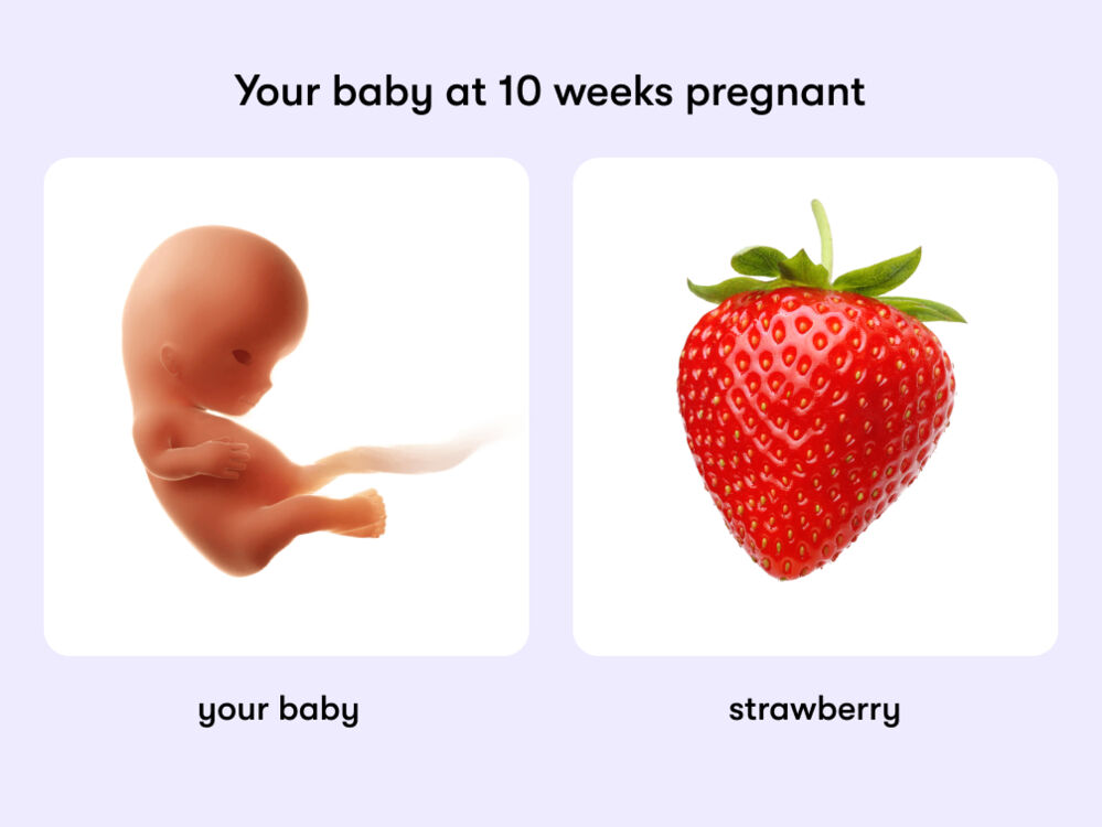 At 10 weeks, your baby is like a strawberry