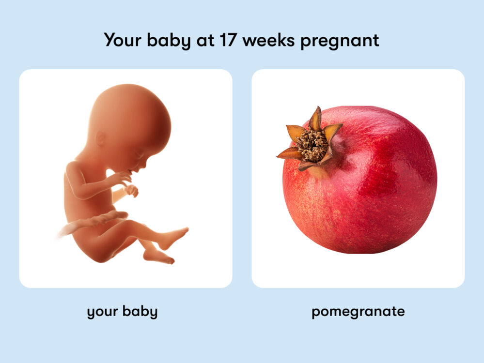 At week 17 of pregnancy, the baby is around 20.4cm long, equivalent to the size of a pomegranate