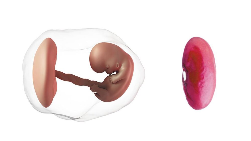 At 8 weeks pregnant, your baby is the size of a bean