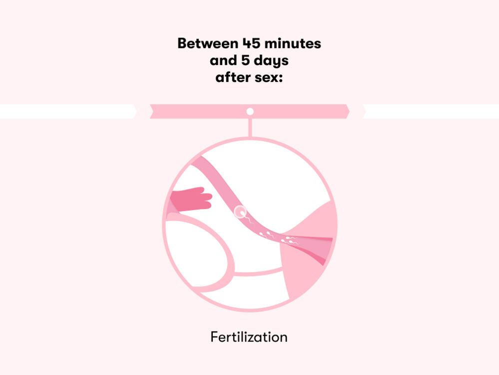 How long does it take to get pregnant after sex? A timeline - Flo