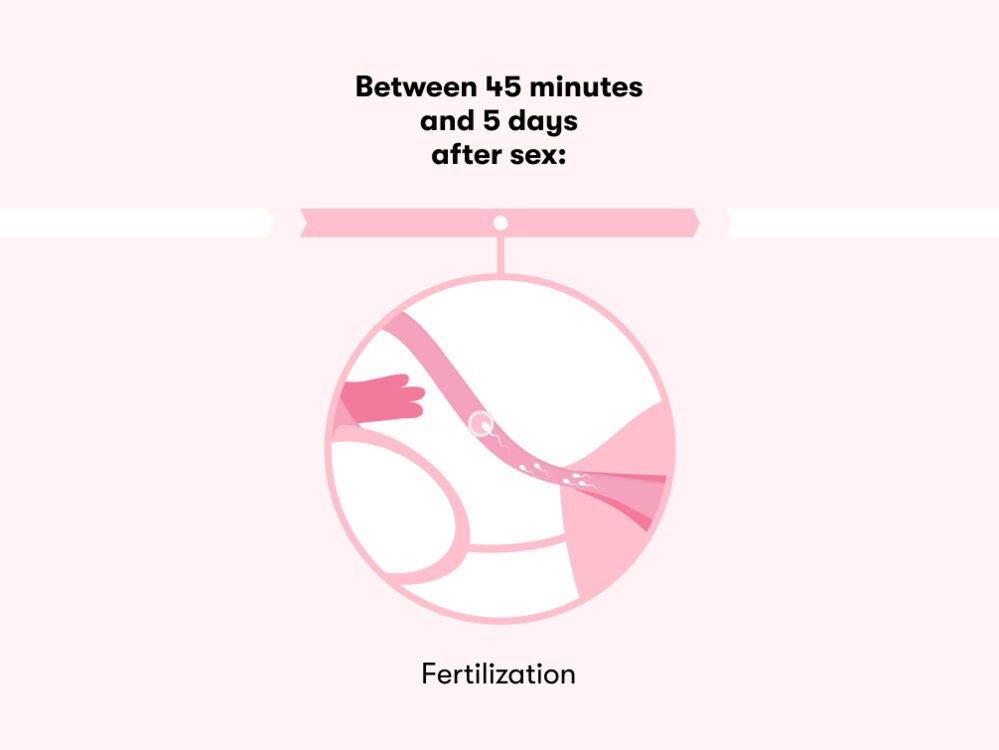 How long does it take to get pregnant after sex