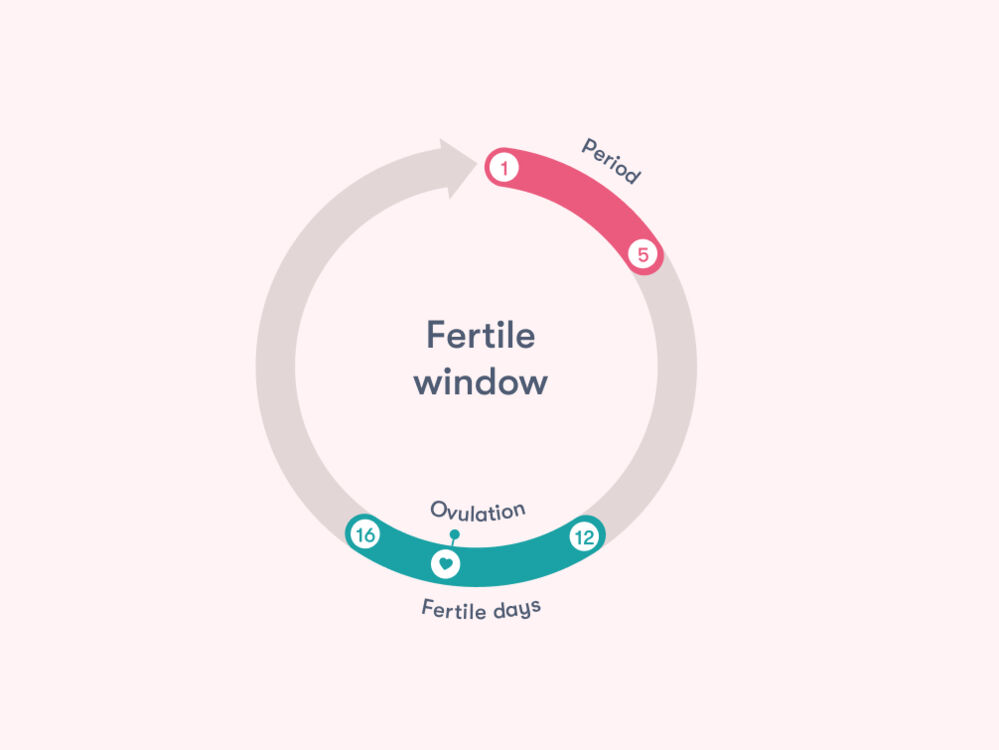 Your fertile window typically lasts around 6 days and begins approximately 14 days into your menstrual cycle.