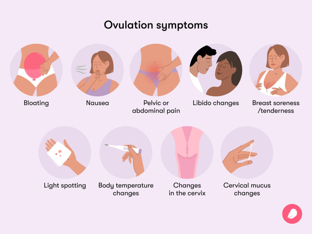 Some of the most common symptoms of ovulation include bloating, libido changes, changes in body temperature and cervical mucus, spotting and breast soreness