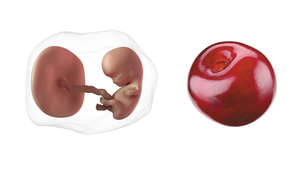 At 9 weeks pregnant, your baby is the size of a cherry