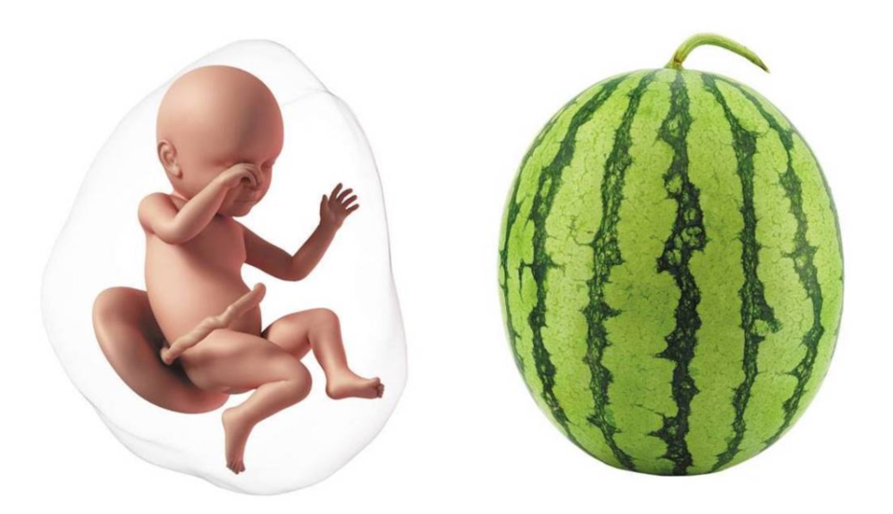 At 40 weeks pregnant, your baby is the size of a mini watermelon