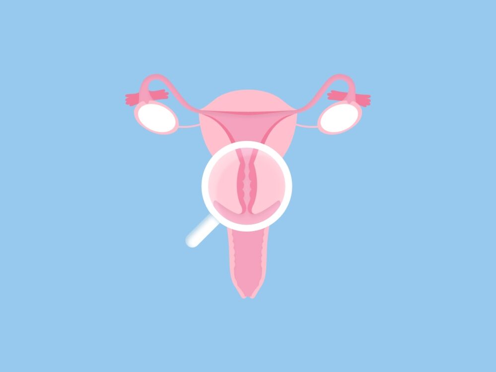 Cervix