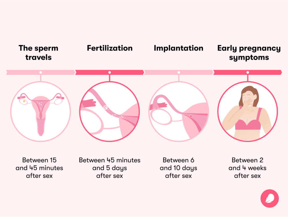 How Long Does It Take To Get Pregnant After Sex? A Timeline - Flo