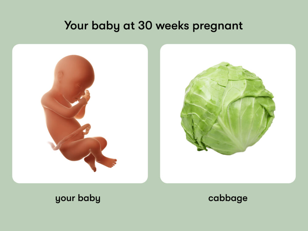 At 30 weeks, your baby is like a cabbage