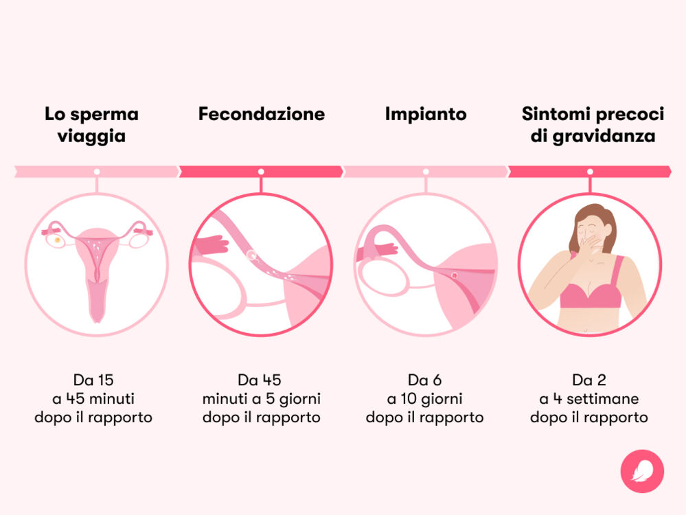 Dopo quanti giorni dal rapporto si è incinta?