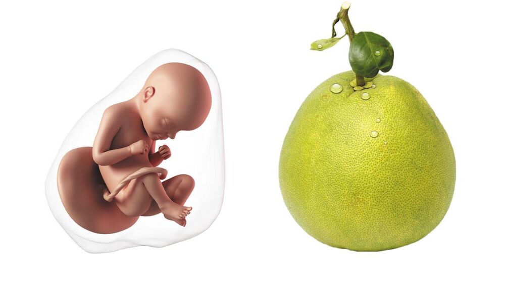 At 29 weeks pregnant, your baby is the size of a pomelo