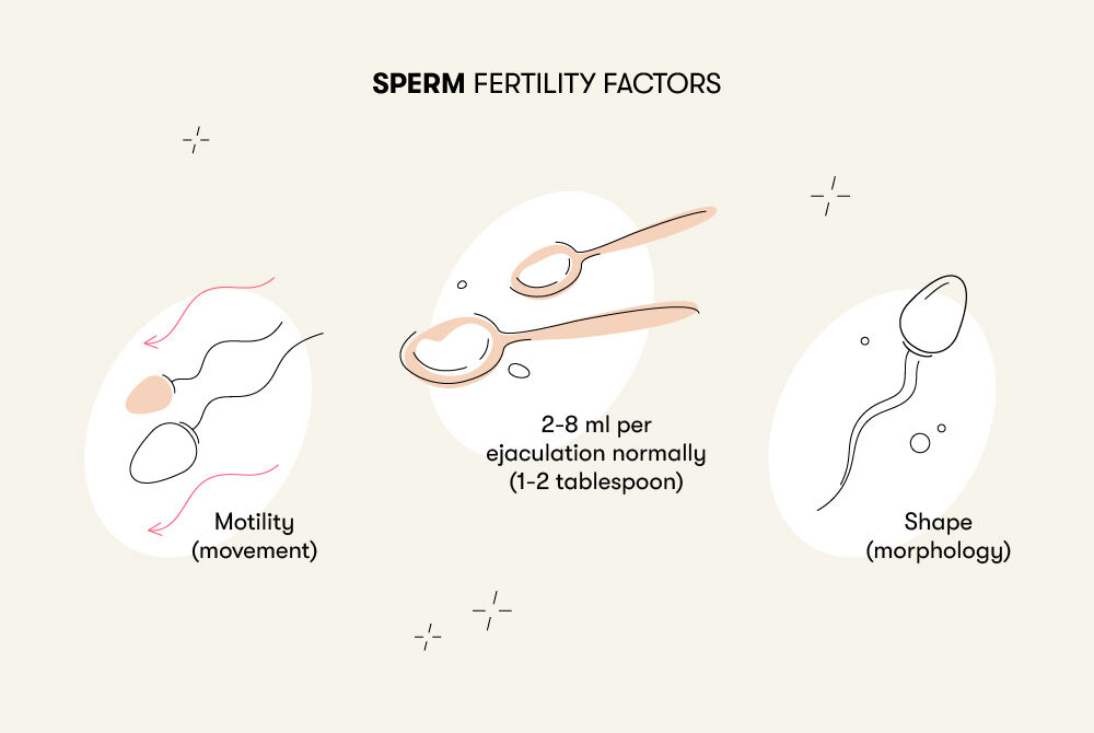 Some factors that determine the chances of getting a female pregnant are sperm quantity, mobility, and shape