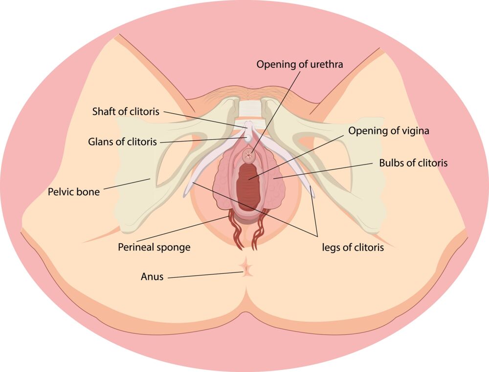 During labor, hormonal changes enable vaginal tissue expansion and contraction, along with relaxation of pelvic ligaments and cervical dilation, making vaginal birth possible