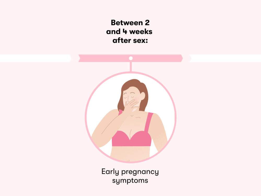 How long does it take to get pregnant after sex