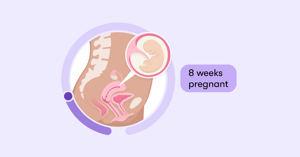 8 Weeks Pregnant: Symptoms and Baby Development