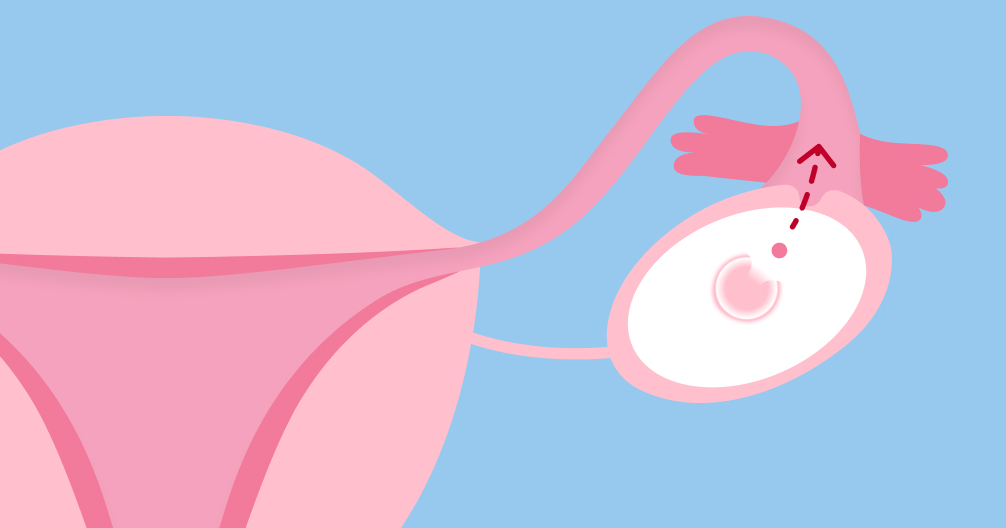 How Long Does Ovulation Last Flo how-long-does-ovulation-last-flo